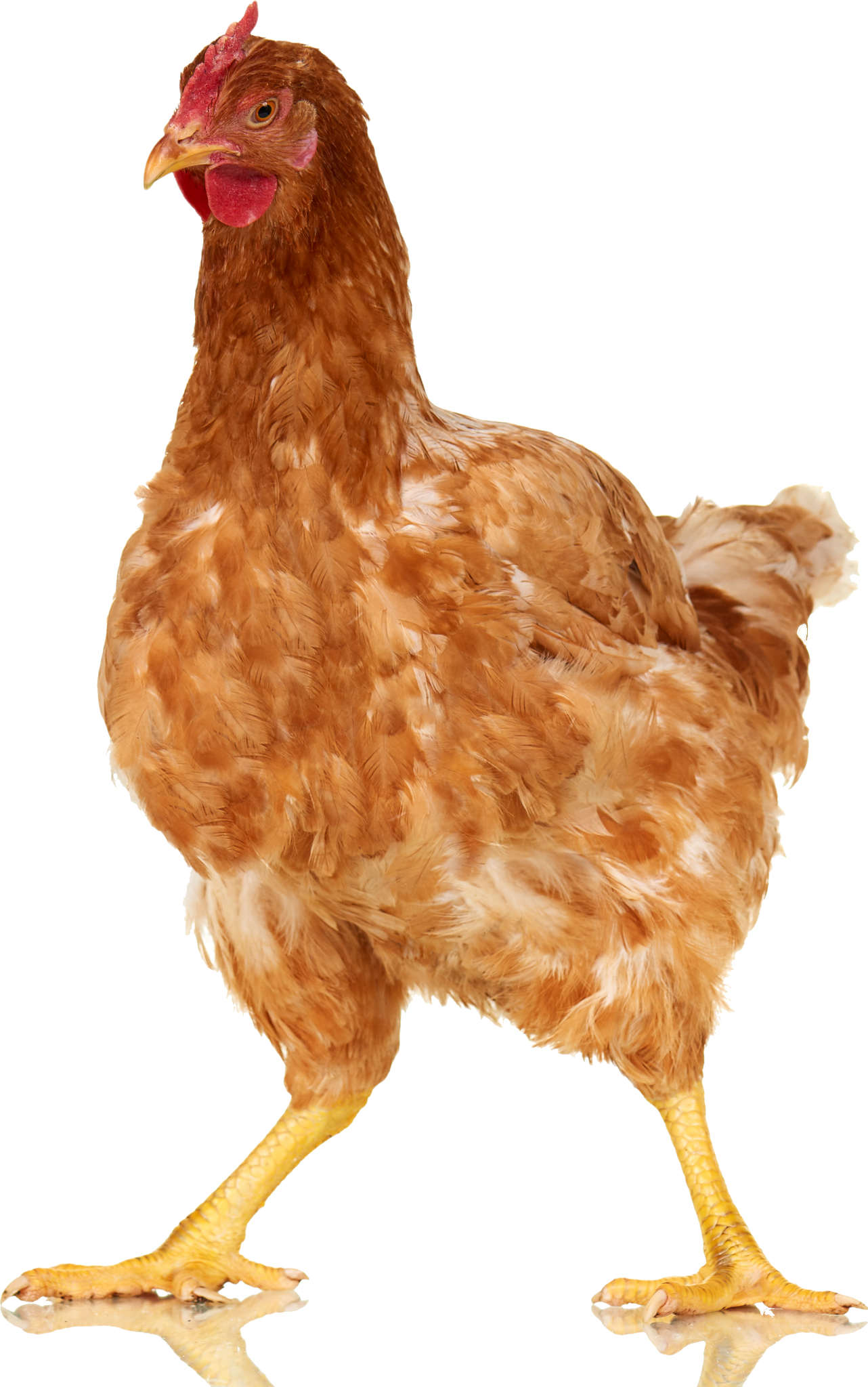 A chicken strutting onto the page