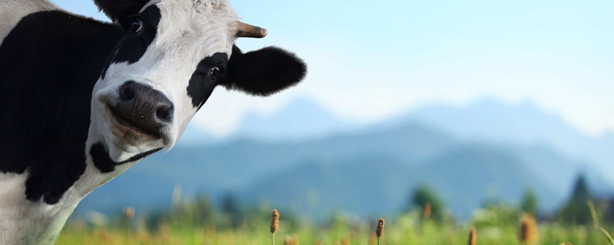A curious cow peeking into a sunny field