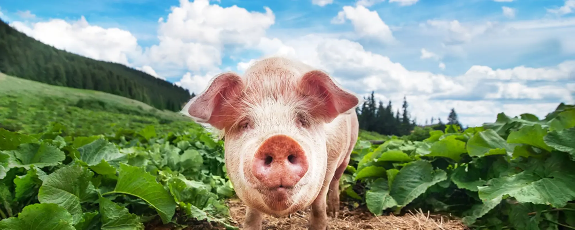 A happy pig in a green field
